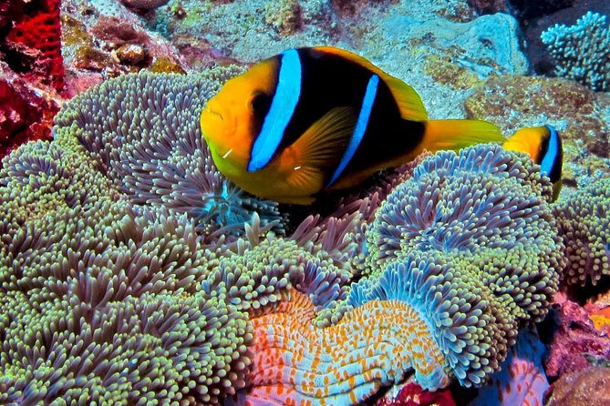 Certified Scuba Diving with Whitetip Marine Adventures team - Equipment, snacks, and what to bring