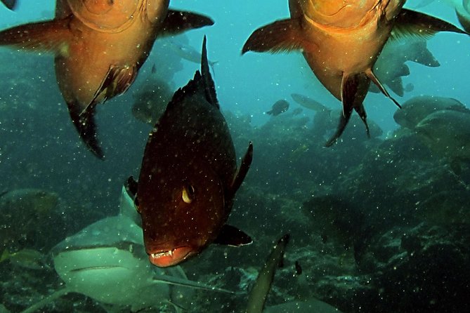Certified Scuba Diving with Whitetip Marine Adventures team - Timing, transfers, and the return to Denarau
