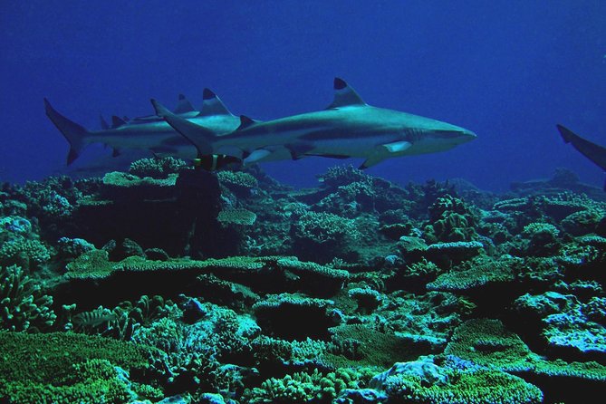 Certified Scuba Diving with Whitetip Marine Adventures team - Who will get the most from this outing?