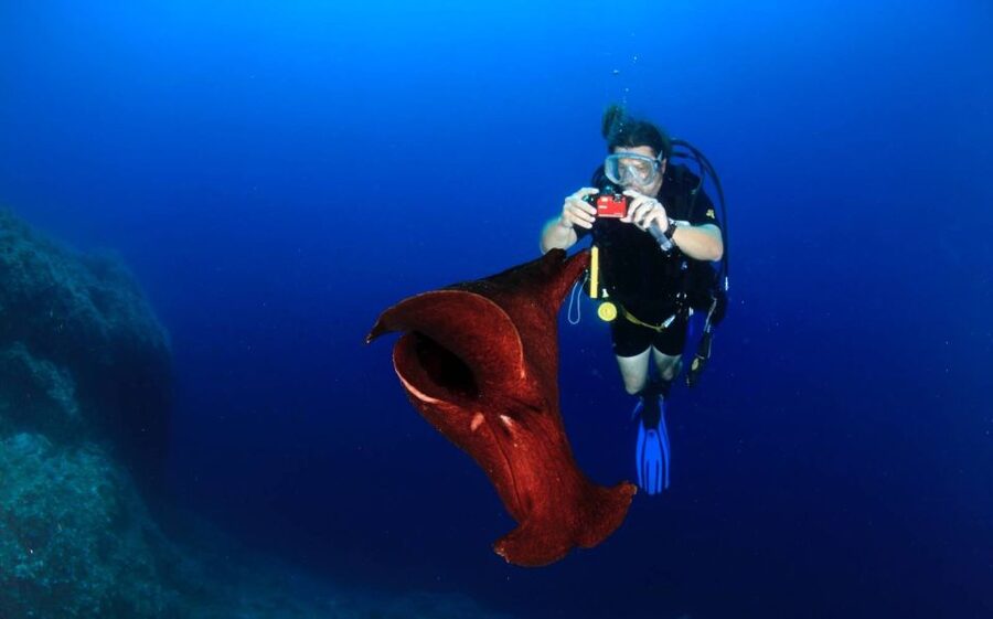 Cesme: Scuba Diving Experience - Is $117 a fair price?