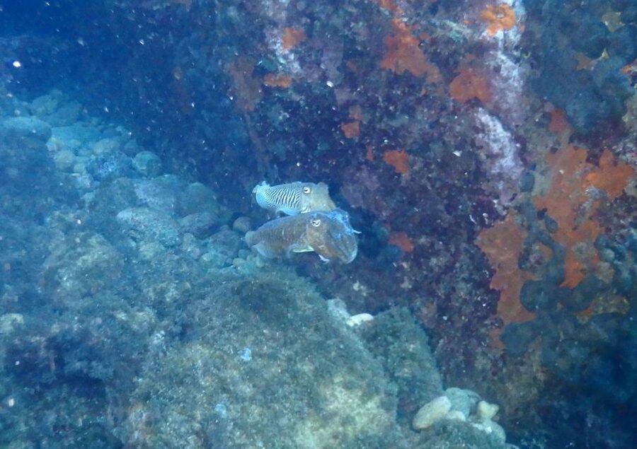 Chalkidiki: Scuba Diving for Beginners in Kassandra - The 20-minute safety lesson