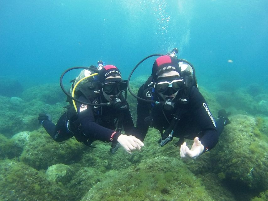 Chalkidiki: Scuba Diving for Beginners in Kassandra - The underwater visit and Mediterranean sea life