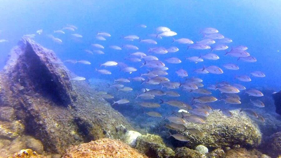 Chalkidiki: Scuba Diving for Beginners in Kassandra - Equipment, photos, and what to pack