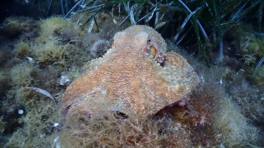 Chalkidiki: Scuba Diving for Beginners in Kassandra - Pickup across the Kassandra Peninsula