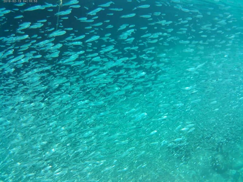 Chania: Scuba Diving and Snorkeling for Beginners by Boat - A gentle first step into scuba near Chania