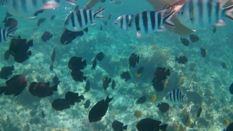 Chania: Scuba Diving and Snorkeling for Beginners by Boat - The snack break and a little breathing room