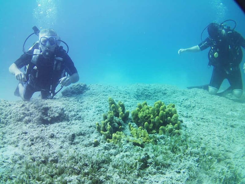 Chania: Scuba Diving and Snorkeling for Beginners by Boat - Marine life, photos, and what you actually take home