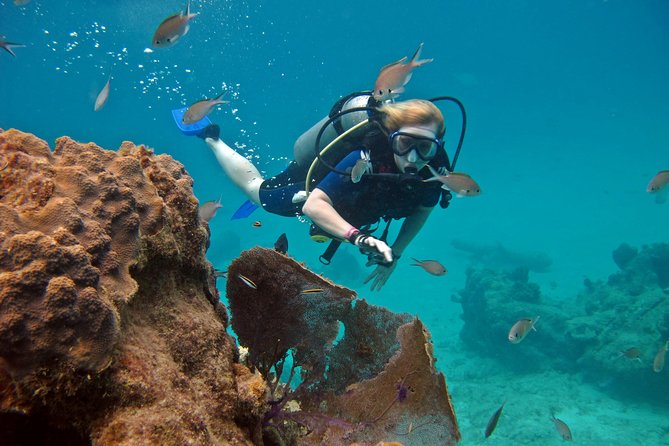 Chankanaab Cozumel Scuba Diving - Who should book this Cozumel experience