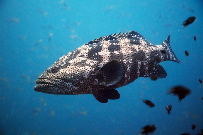 Chumphon Pinnacle-Koh Tao 2 dive trip for certified divers - The early start at Discovery Dive Centre