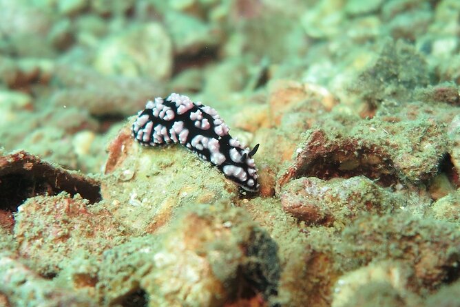 Chumphon Pinnacle-Koh Tao 2 dive trip for certified divers - Moving on to Koh Tao