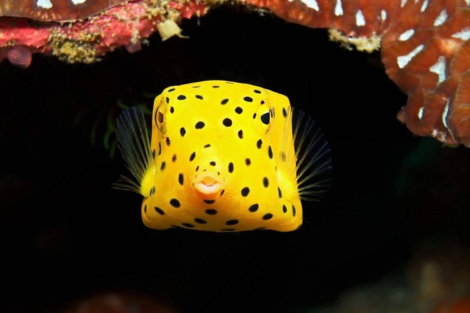 Chumphon Pinnacle-Koh Tao 2 dive trip for certified divers - Equipment, boat, and food