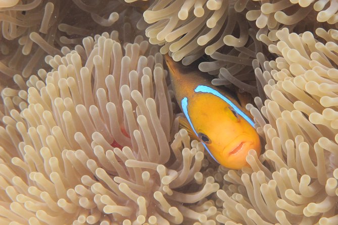 Combo Diving and Snorkeling Full Day Tour - Why this full-day format works in Bora Bora