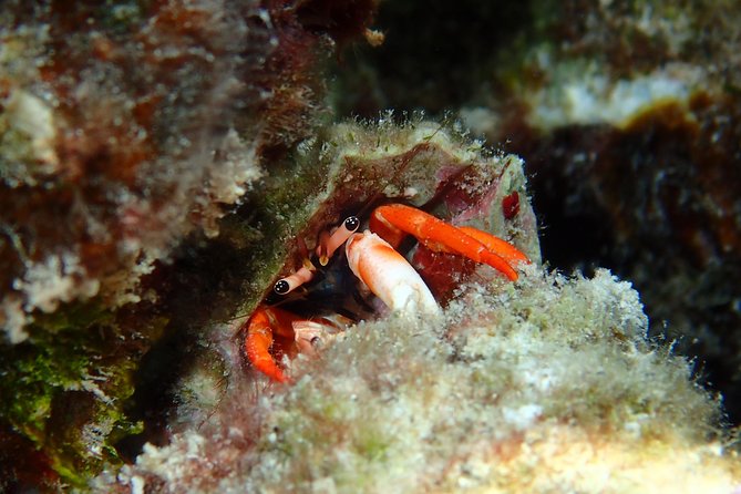 Combo Diving and Snorkeling Full Day Tour - Two morning scuba sessions at H2O Bora Bora