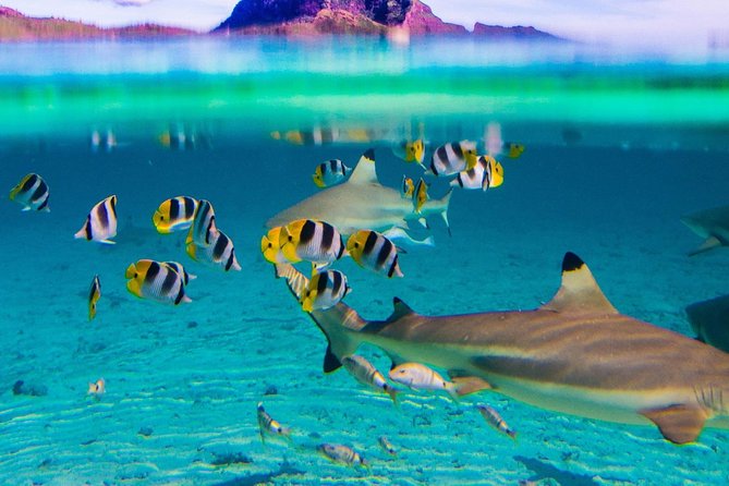 Combo Diving and Snorkeling Full Day Tour - Snorkeling for the non-diver