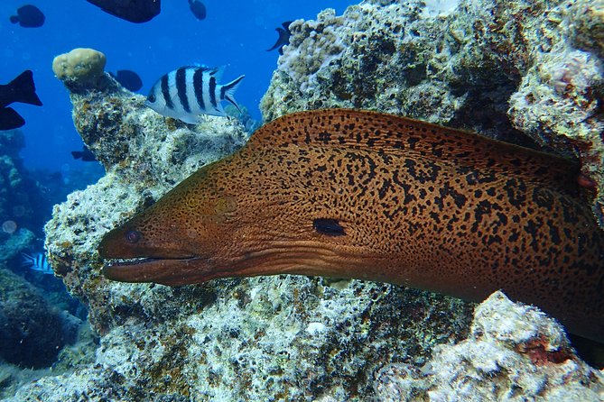 Combo Diving and Snorkeling Full Day Tour - Lunch with Mount Otemanu in view