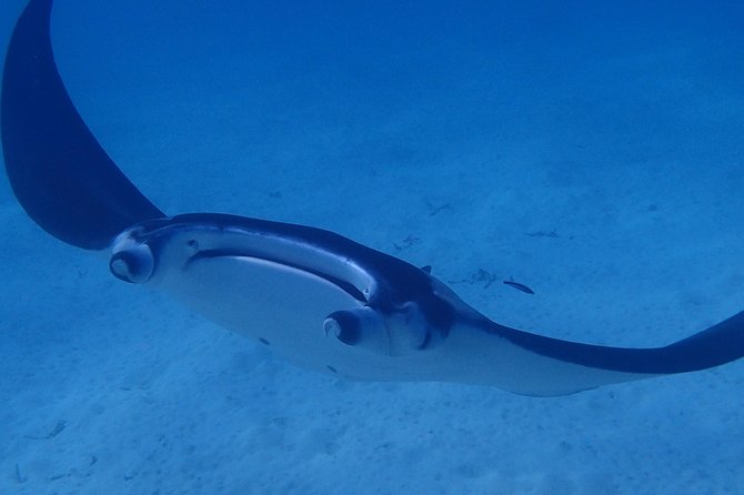 Combo Diving and Snorkeling Full Day Tour - Guides who shape the experience