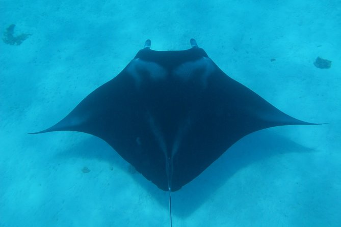 Combo Diving and Snorkeling Full Day Tour - The 8:30 am start and pickup details