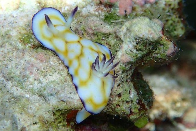 Combo Diving and Snorkeling Half-Day Tour - Two snorkeling stops after scuba