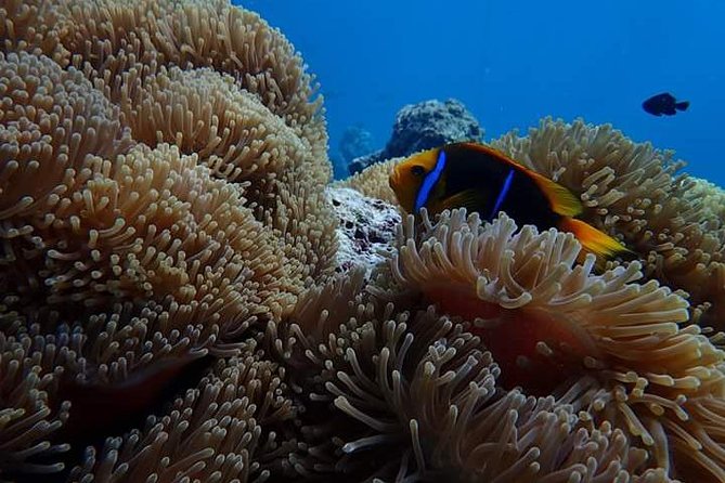 Combo Diving and Snorkeling Half-Day Tour - What is included, and what you should bring