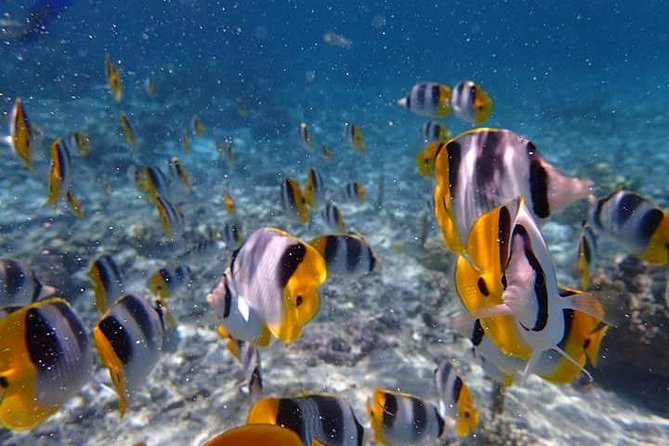 Combo Diving and Snorkeling Half-Day Tour - Is $950 good value for two people?