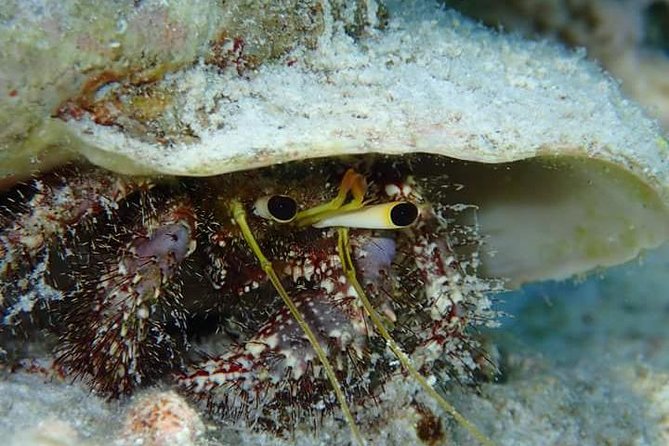 Combo Diving and Snorkeling Half-Day Tour - Practical limits and cancellation rules