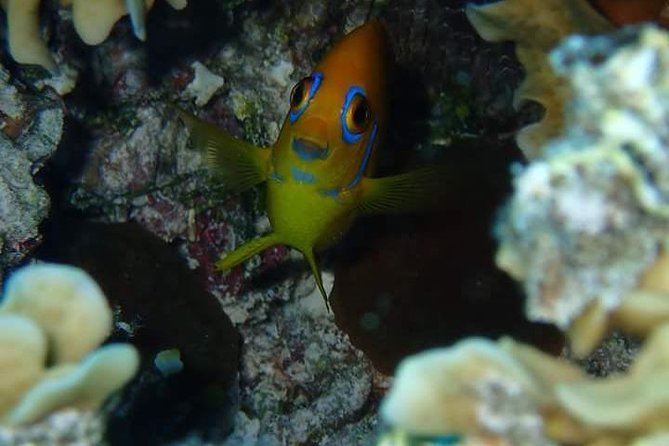 Combo Diving and Snorkeling Half-Day Tour - The one-tank scuba session