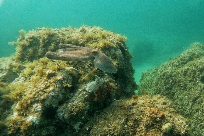 Costa Brava: Scuba Diving Tour, Lunch and a Visit to Tossa de Mar - Seeing Tossa’s walls from the sea