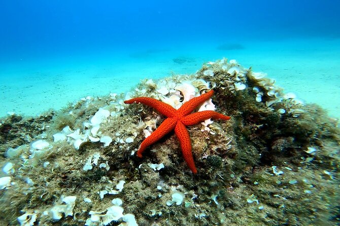 Costa Brava: Scuba Diving Tour, Lunch and a Visit to Tossa de Mar - What the $210.26 price includes