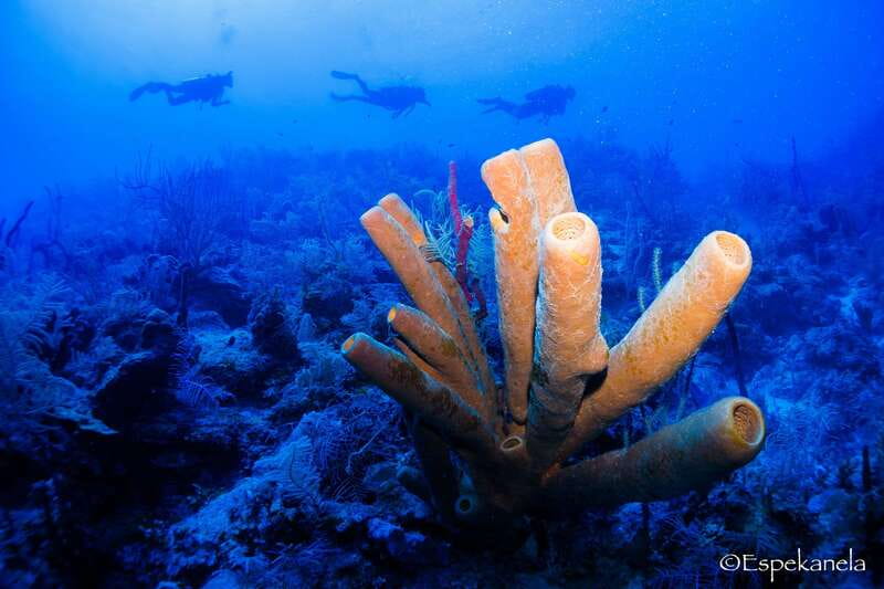 Costa Maya: Discover Scuba Diving Reef Experience - Timing your visit around a cruise day