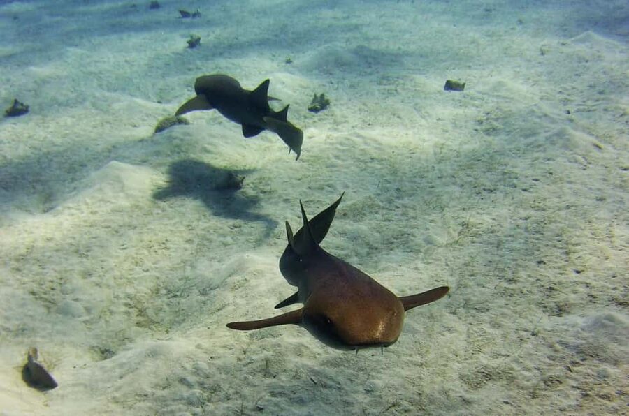 Costa Maya: Discover Scuba Diving Reef Experience - Practical verdict: should you book it?