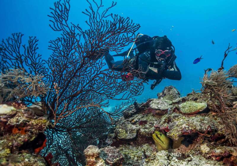 Costa Maya: Two Tank Fun Dive for Certified Divers - Key points to know before booking