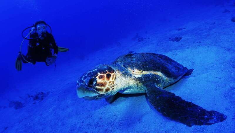 Costa Maya: Two Tank Fun Dive for Certified Divers - Two reef sessions in a single Costa Maya morning