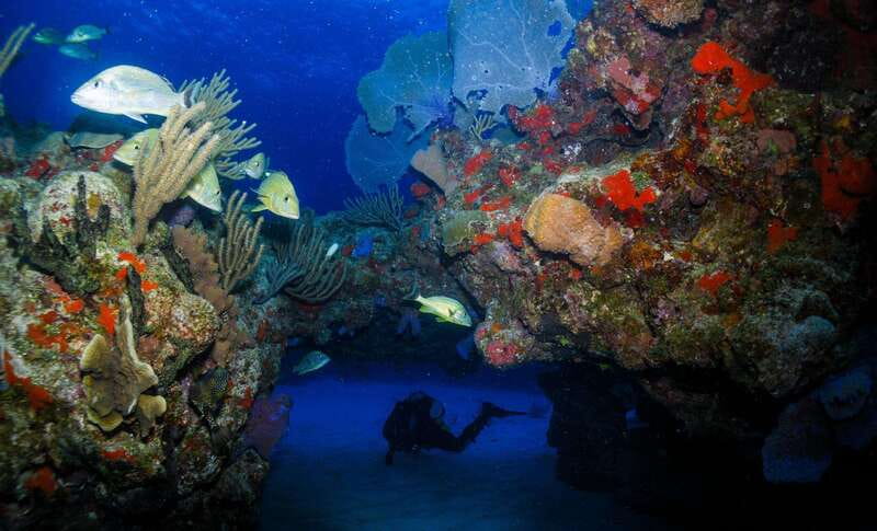 Costa Maya: Two Tank Fun Dive for Certified Divers - The first 50-minute underwater session