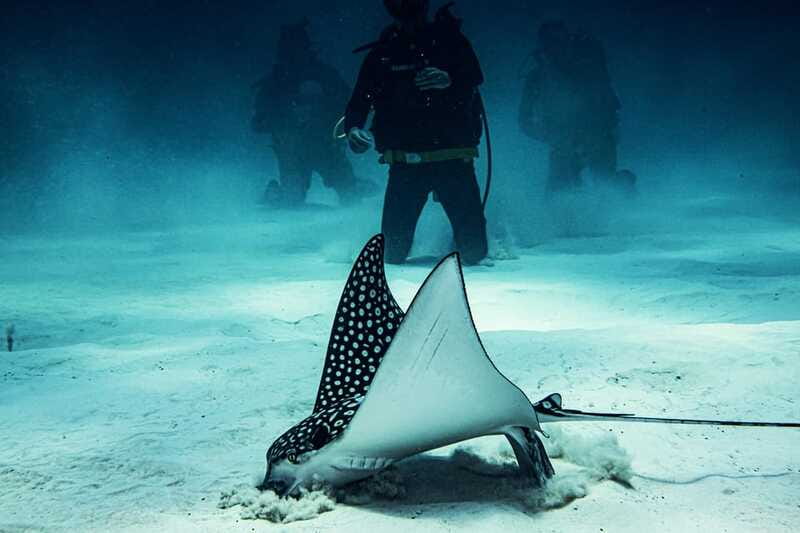 Costa Maya: Two Tank Fun Dive for Certified Divers - Cruise-port timing and safety details