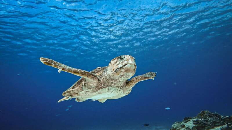 Cozumel: Discover Scuba Diving for Non-Certified Divers - Key points to know before booking