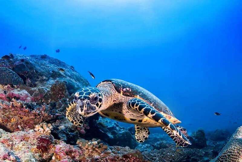 Cozumel: Discover Scuba Diving for Non-Certified Divers - Safety and comfort for people with no certificate