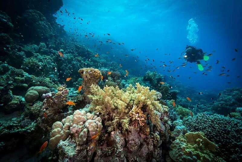Cozumel: Discover Scuba Diving for Non-Certified Divers - Timing, cancellation, and the meeting point
