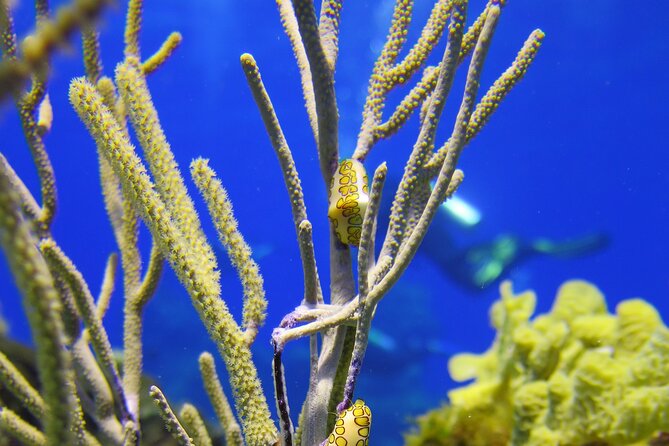 Cozumel Dive Package - Certified Divers from the Riviera Maya (4 dives) - Four reef sessions across two very different coasts
