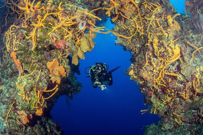 Cozumel Dive Package - Certified Divers from the Riviera Maya (4 dives) - What the USD 378 price really covers