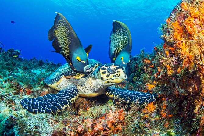 Cozumel Dive Package - Certified Divers from the Riviera Maya (4 dives) - Day two and the ferry to Cozumel