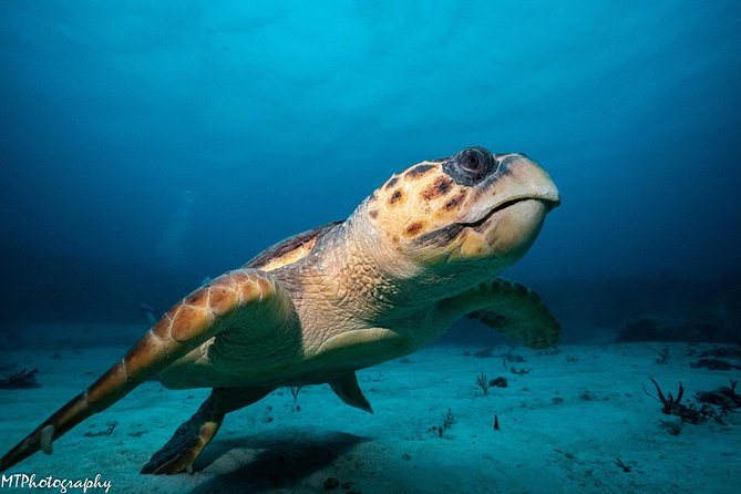 Cozumel Express 2-Tank Dives from Playa del Carmen/ Only for Certified Divers - Palancar Reef gives you the morning’s big scenery