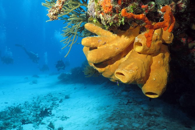 Cozumel Express 2-Tank Dives from Playa del Carmen/ Only for Certified Divers - What the morning feels like from start to finish