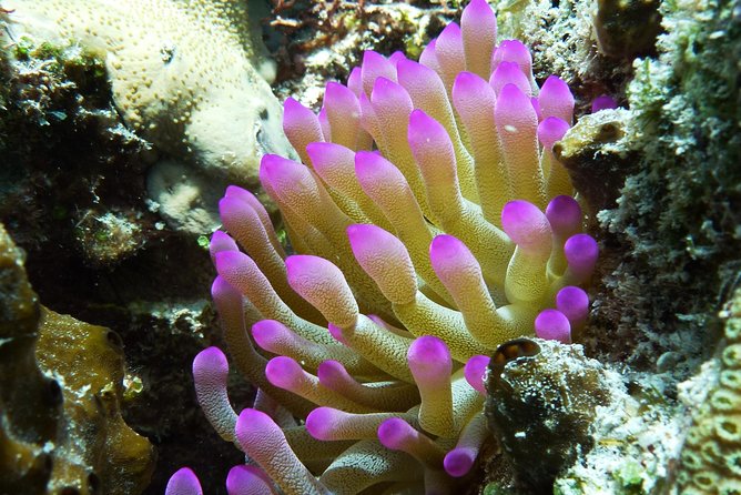Cozumel Express 2-Tank Dives from Playa del Carmen/ Only for Certified Divers - Cancellation rules make timing important
