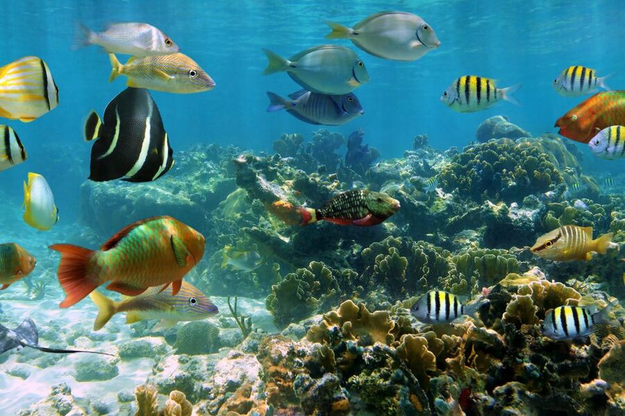 Cozumel: One Tank Scuba Dive and Full Chankanaab Park Access - Should you book this Chankanaab scuba outing?