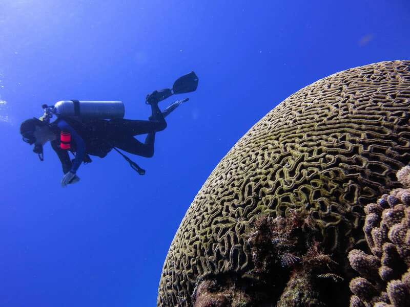 Cozumel: One Tank Scuba Dive and Full Chankanaab Park Access - The park turns a short activity into a half-day plan