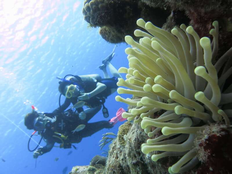 Cozumel: One Tank Scuba Dive and Full Chankanaab Park Access - What to bring and who should skip it