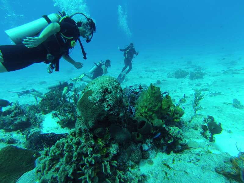 Cozumel: One Tank Scuba Dive and Full Chankanaab Park Access - What can make the experience better