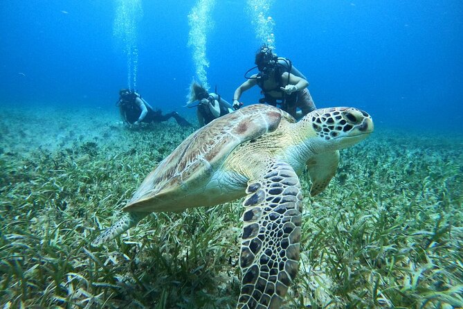 Cozumel Scuba Dive at Chankanaab - Why Chankanaab works so well for first-time scuba