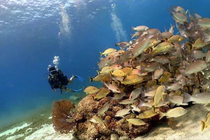 Cozumel Scuba Dive at Chankanaab - Guides make the difference