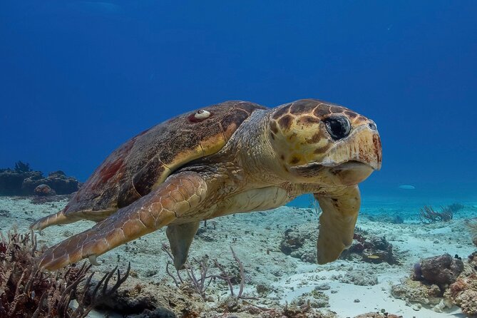 Cozumel underwater 2 Tank Dive by boat - Key points to know before booking